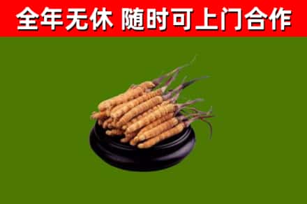 通化回收散虫草