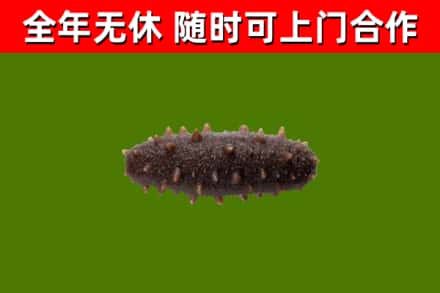 通化回收海参干